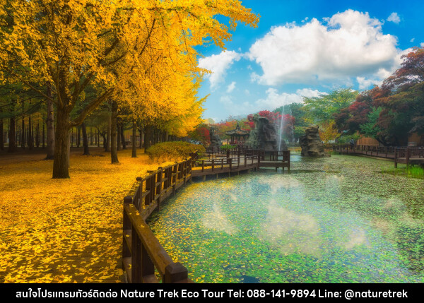 ทัวร์เกาหลี BEAUTIFUL KOREA เกาหลี ดี๊ดี - NATURE TREK ECO TOUR & TRAVEL