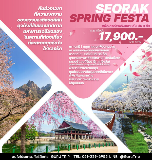 ทัวร์เกาหลี SEORAK SPRING FESTA - บริษัท กูรูทริป จำกัด