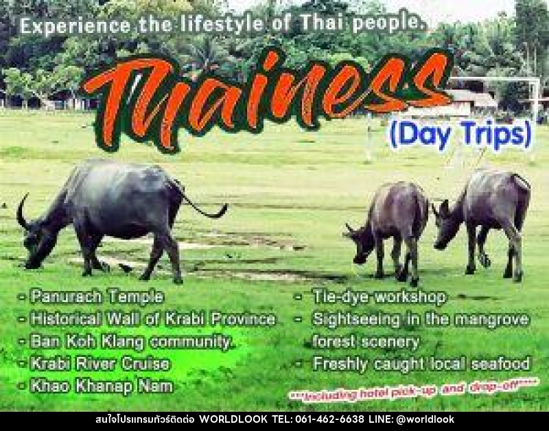 แพ็คเกจทัวร์กระบี่ Thainess Day Trips - บริษัท เวิลด์ลุค จำกัด แพ็คเกจทัวร์กระบี่ Thainess Day Trips - บริษัท เวิลด์ลุค จำกัด