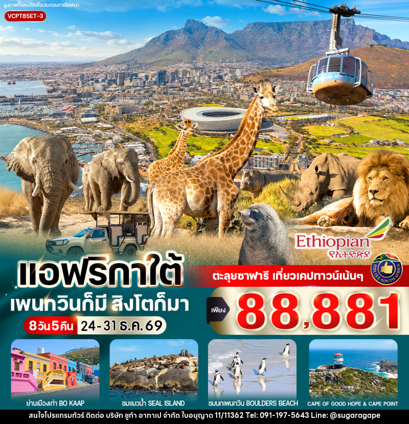 ทัวร์แอฟริกาใต้ แพนกวินก็มี สิงโตก็มา - บริษัท ชูก้า อากาเป จำกัด
